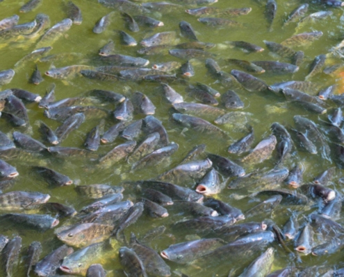 fish farming