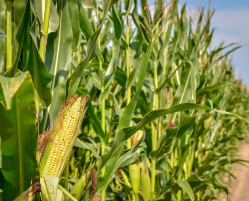 maize1