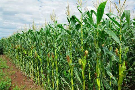 maize3