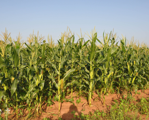 maize4