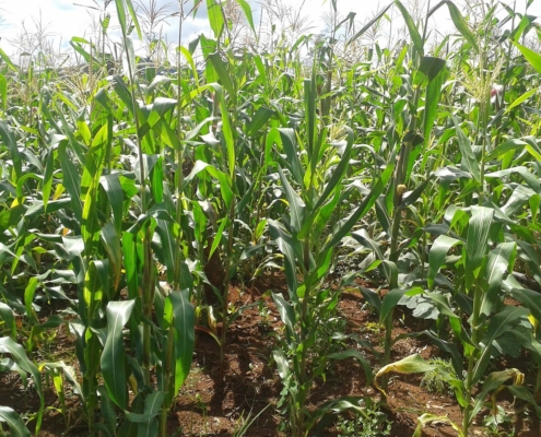 maize5